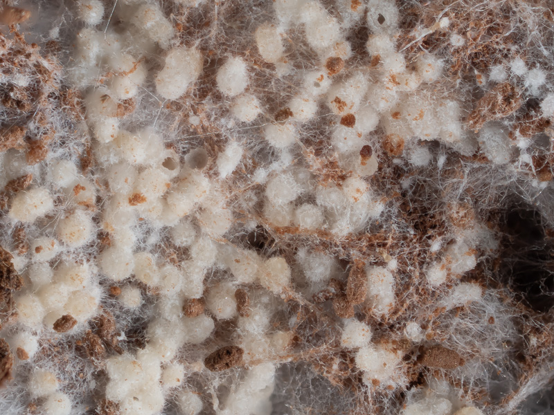 Sporophagomyces chrysostomus